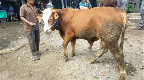 BAKALAN JANTAN MURAH Harga Sapi Bakalan Jantan Hari Ini Pasar Sapi