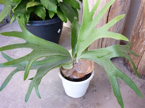 Цветы оленьи рожки - 64 фото