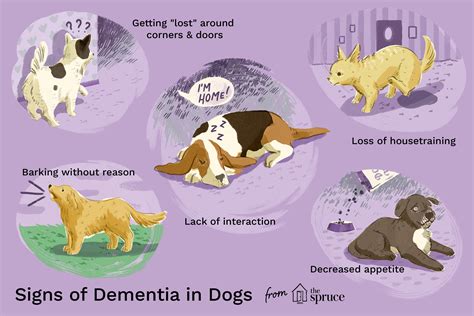 Understanding the common symptoms found in a senior eye dog 27