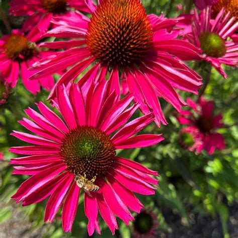 Echinacea KISMET Raspberry TERRA NOVA Nurseries Inc