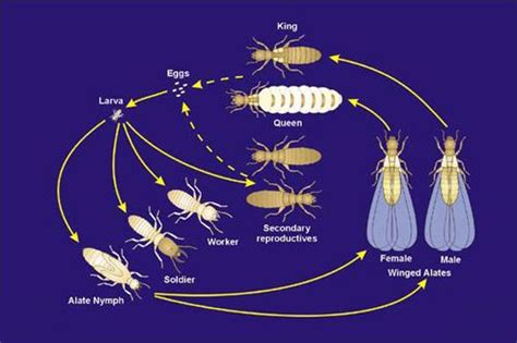 Understanding The Termite Life Cycle Stages Reproduction And Behavior