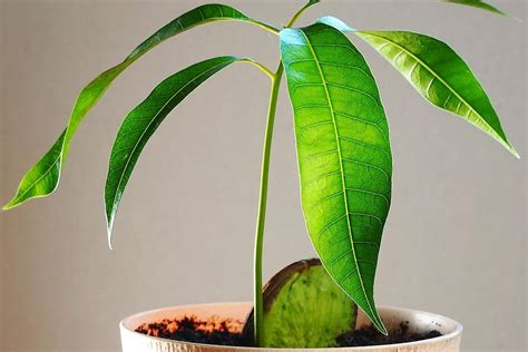 How To Prepare Mango Seeds For Planting Deals