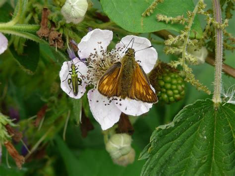 Large Skipper Weymouth Dorset Butterflies