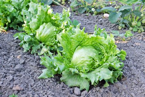 Eisbergsalat Pflanzen Pflegen Und Ernten