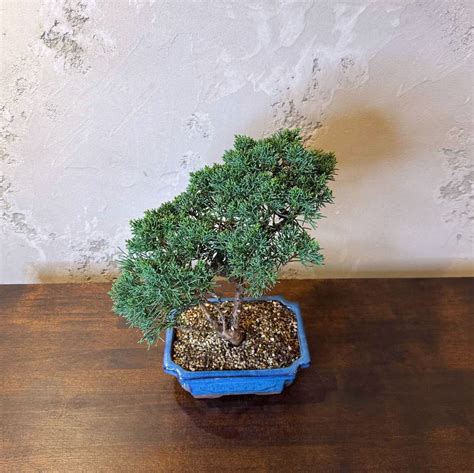 Бонсай Можжевельник Chinensis 30 лет, купить дерево по выгодной цене в ...
