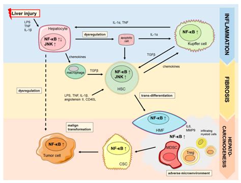 Context Dependent Role Of Nf κb Signaling Nf κb Is Involved In