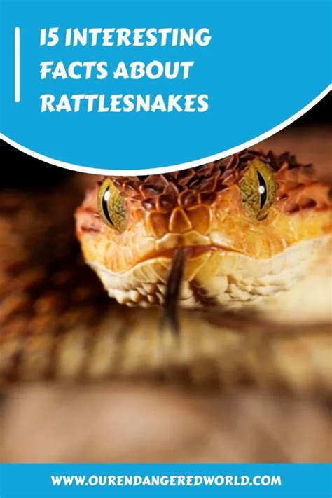 15 Interesting Facts about Rattlesnakes
