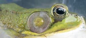 Frogs Change Sex Even In Natural Settings The Wildlife Society