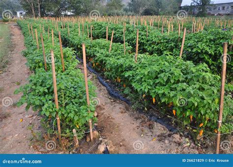 Hot Pepper Farm Royalty Free Stock Photo CartoonDealer 26621841