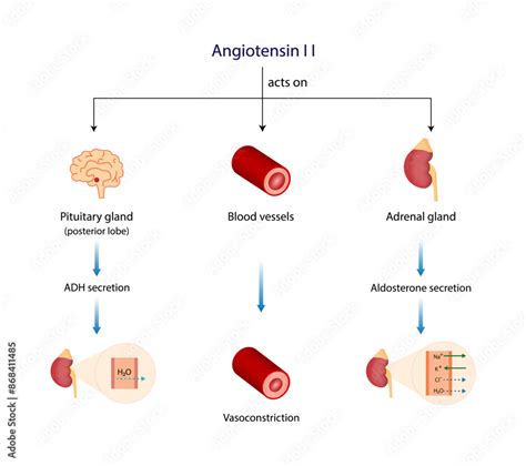 Angiotensin Ii Acts On Blood Vessels Adrenal Gland And Pituitary Gland