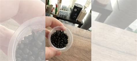 Алоказия блек вельвет купить в Краснодаре | Товары для дома и дачи | Авито