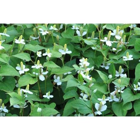 Houttuynia Cordata Poivrier De Chine Plantes Vivaces Acheter Des