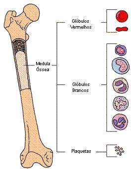 Medula Espinhal E Medula Ossea - Coisas de Daguinha.: Medula Óssea e Medula Espinhal