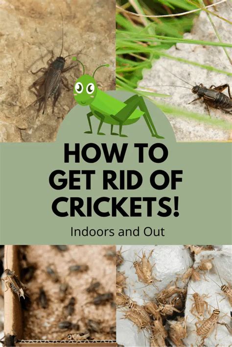 How To Get Rid Of Crickets Thewormpeople