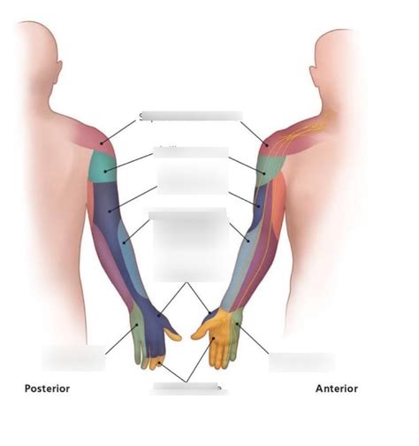 Week 7 Neuro Skill Check Upper Limb Cutaneous Nerve Innervation