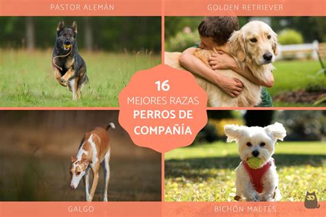 Los Mejores Perros De Compa A Fotos