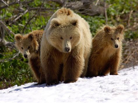brown bear  wildlife