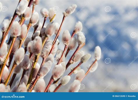 Pussy Willow Branches Over Blue Sky Background Stock Photo Image Of Delicate Tenderness