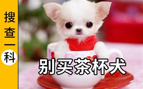 茶杯犬那么可爱，为什么不要买？【搜查一科】哔哩哔哩 ゜ ゜つロ 干杯~ Bilibili