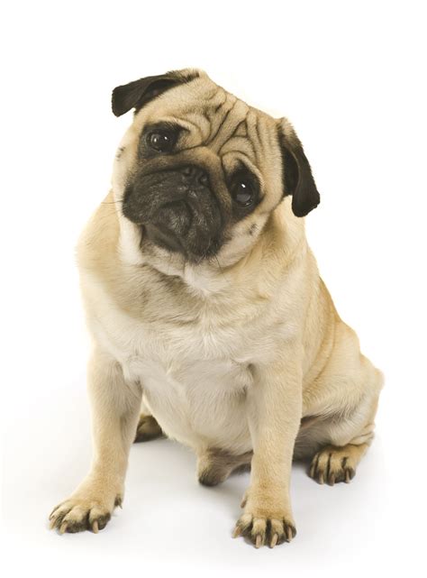 common pug health problems dig
