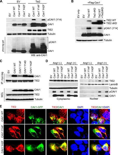 Tie Phosphorylation Of Caveolin At Tyr Is Essential For