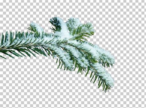 Dia PNG, Clipart, Branch, Client, Computer Network, Conifer, Dia Free ...