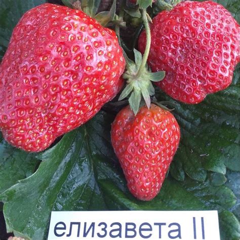 Клубника "Елизавета 2" описание сорта, фото, отзывы