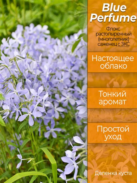Флокс растопыренный Блю Парфюм в магазине Elya Garden - Саженец