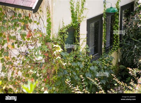 Ivy Growing On Houses Hi Res Stock Photography And Images Alamy