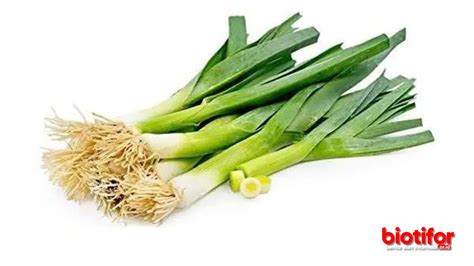 manfaat daun bawang khasiat luar biasa  kesehatan  biotifor