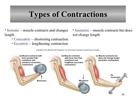 Chapter 9 Muscular System