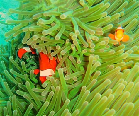 Sea Eyes Dive (Pemuteran) - All You Need to Know BEFORE You Go