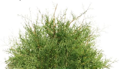 Туя западная Эльвангера Ф. шаровидная - Совхоз "Декоративные культуры"