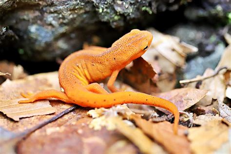 Eastern Newt Photograph By Nicholas Miller Fine Art America