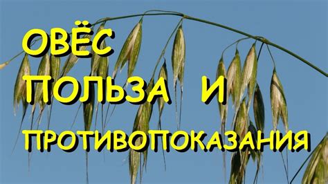 Овес - состав, польза и вред, способы применения