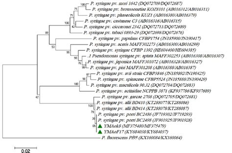 Neighbor-joining tree based on the 16S rRNA sequences, showing the ...