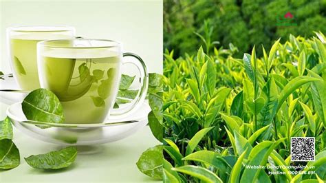 cong dung cua nuoc che xanh voi suc khoe