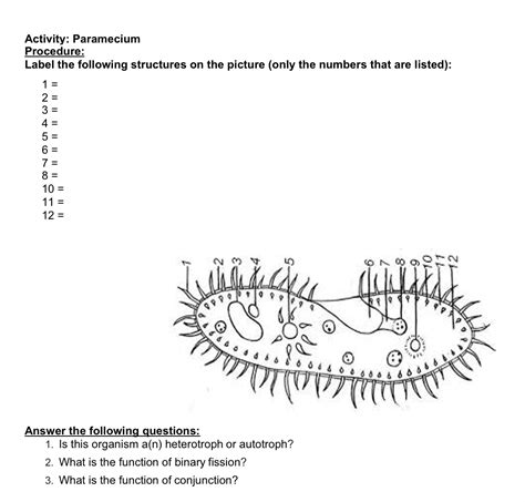 Labelled Diagram Of Paramecium Class How To Draw Paramecium