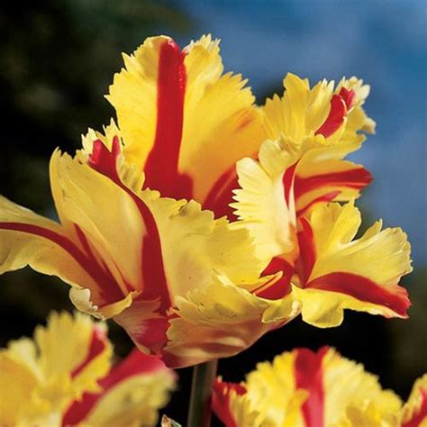 Parrot Tulip Flaming Parrot K Van Bourgondien