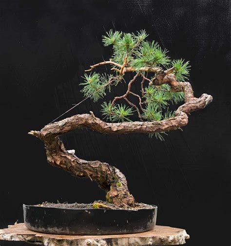 Walter Pall Bonsai Adventures Scots Pine 14