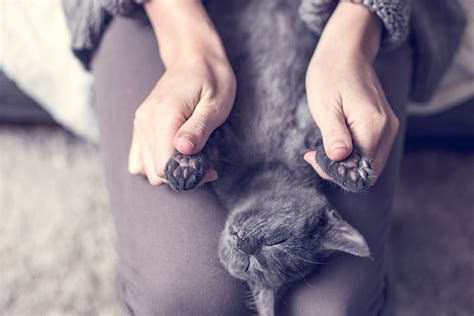 猫の肉球はなんのためにある？ 役割やケアについて獣医師に聞いてみた | となりのカインズさん