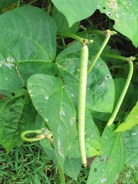 Growing Cowpeas Step By Step • New Life On A Homestead