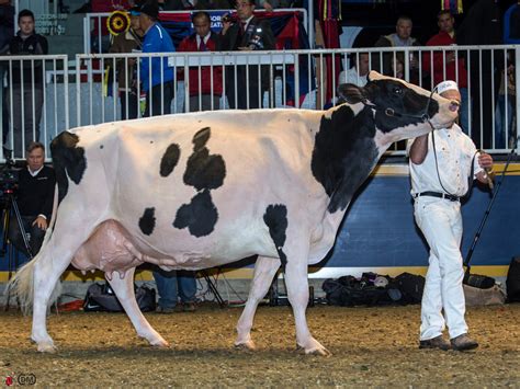 Royal Winter Fair Holstein Production Cow Class The Bullvine The Dairy Information You