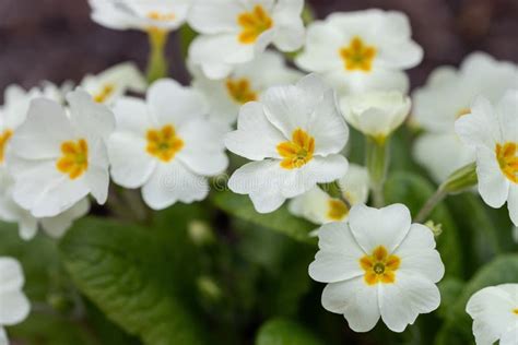 Perennial Primrose Or Primula In The Spring Garden Spring Primroses