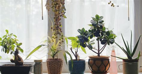 Как убрать плесень в горшке с цветами - Со Вкусом