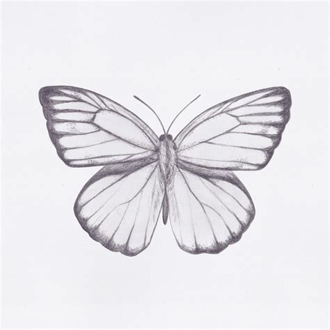 Butterfly Drawing Decoration At Sam Hamby Blog