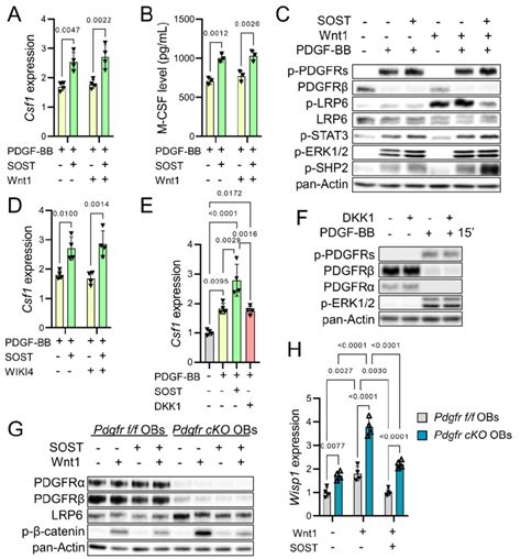 Sclerostin Increases Csf1 Expression Independently Of Wnt β Catenin Download Scientific Diagram