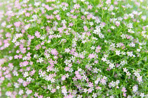 Wildflowers In Field 库存照片 图片 包括有 字段 野花 本质 雏菊 175610578