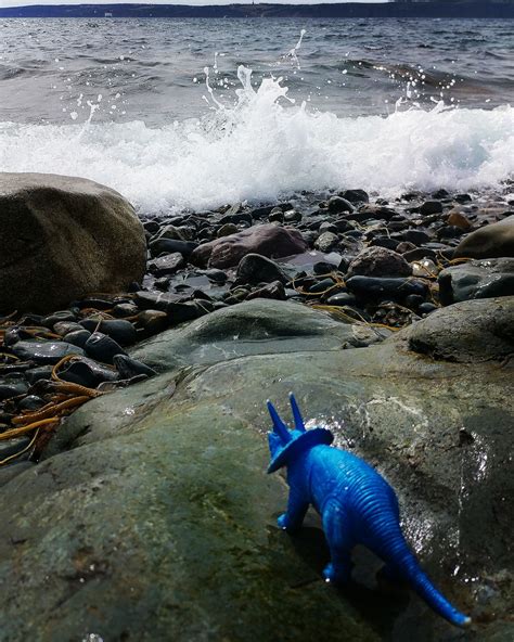 Dildo Dicks And A Tiny Dino Our Lady Of Lust And GraceOur Lady Of Lust And Grace