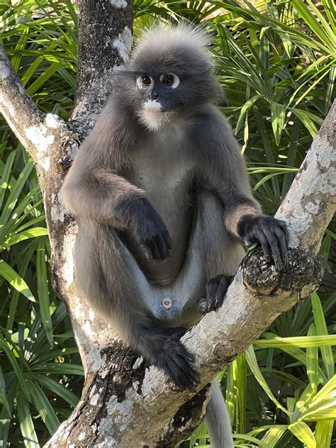 Dusky Leaf Monkey Also Known As The Spectacled Langur Or Flickr